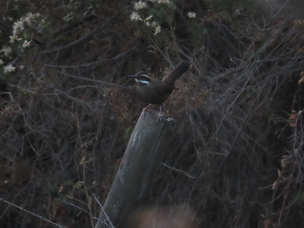 Dark-bellied Cinclodes - Andrés Bustos