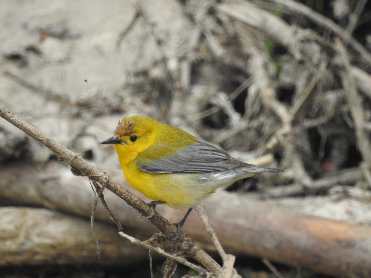 Prothonotary Warbler - ML449375491