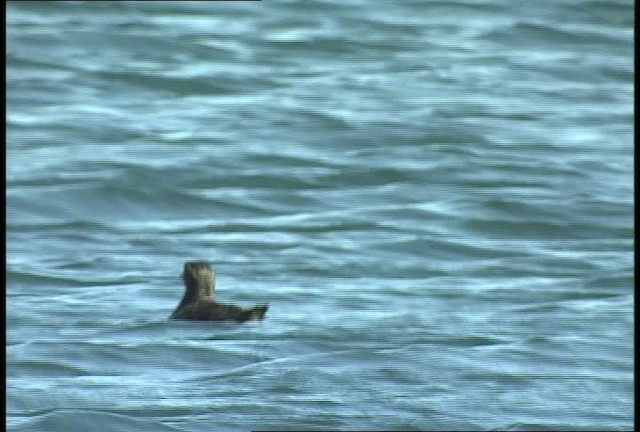 Rhinoceros Auklet - ML449376