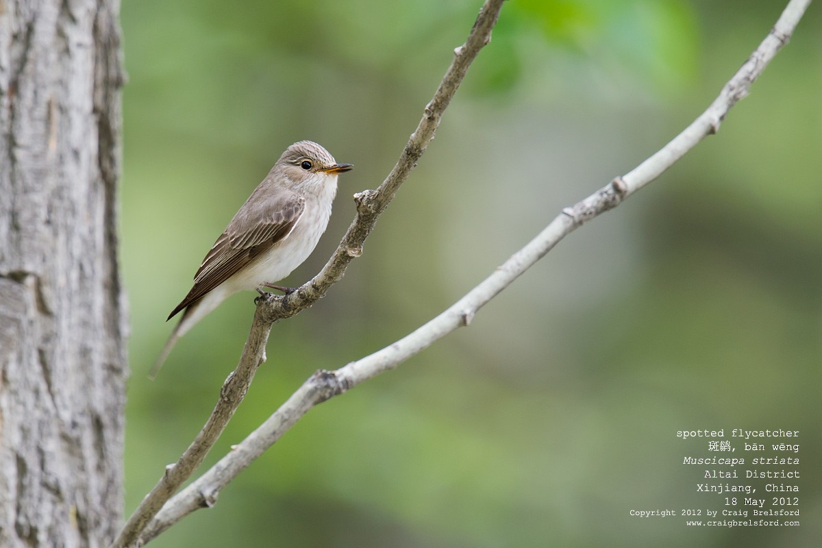 Spotted Flycatcher - ML44937701