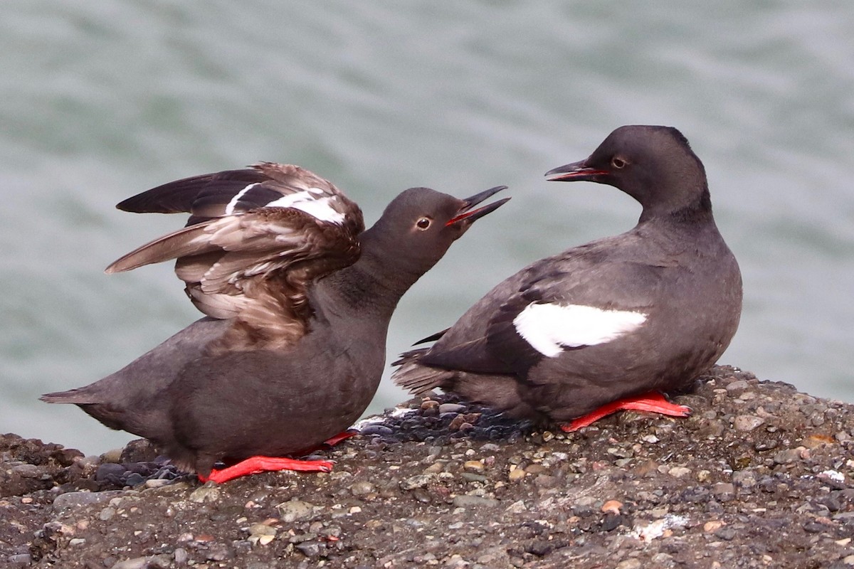 Pigeon Guillemot - vijay t