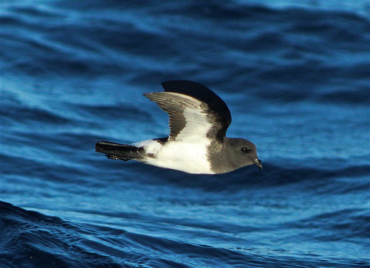 White-bellied Storm-Petrel - ML44937751