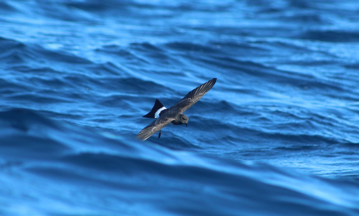 White-bellied Storm-Petrel - ML44937771