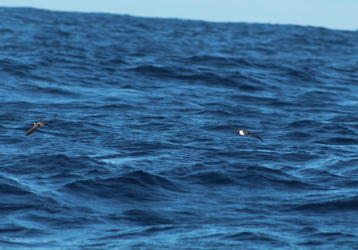 White-bellied Storm-Petrel - ML44937781