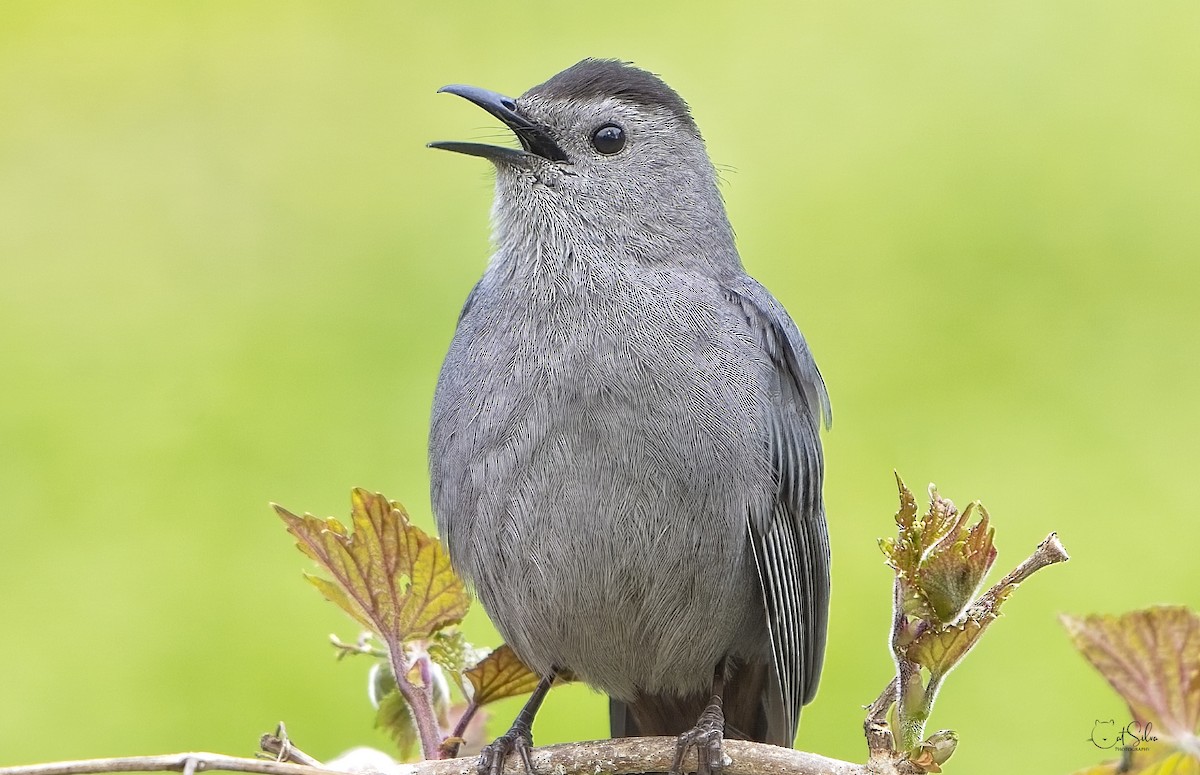 Gray Catbird - ML449378221