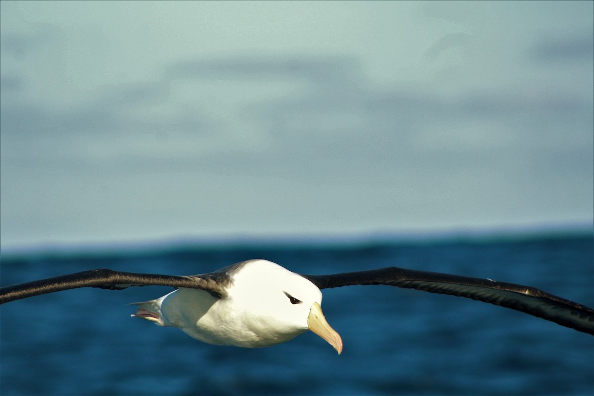 Black-browed Albatross - ML44937891