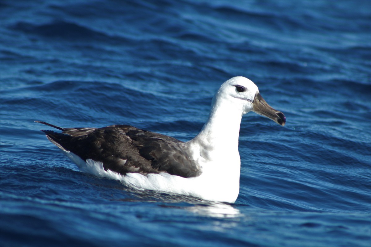 Black-browed Albatross - ML44937901