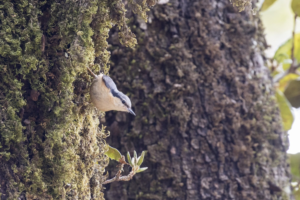 White-tailed Nuthatch - Ramesh Shenai