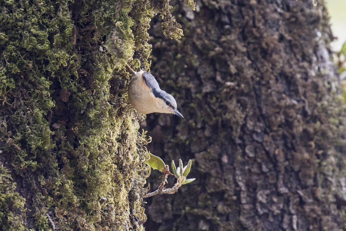 White-tailed Nuthatch - Ramesh Shenai