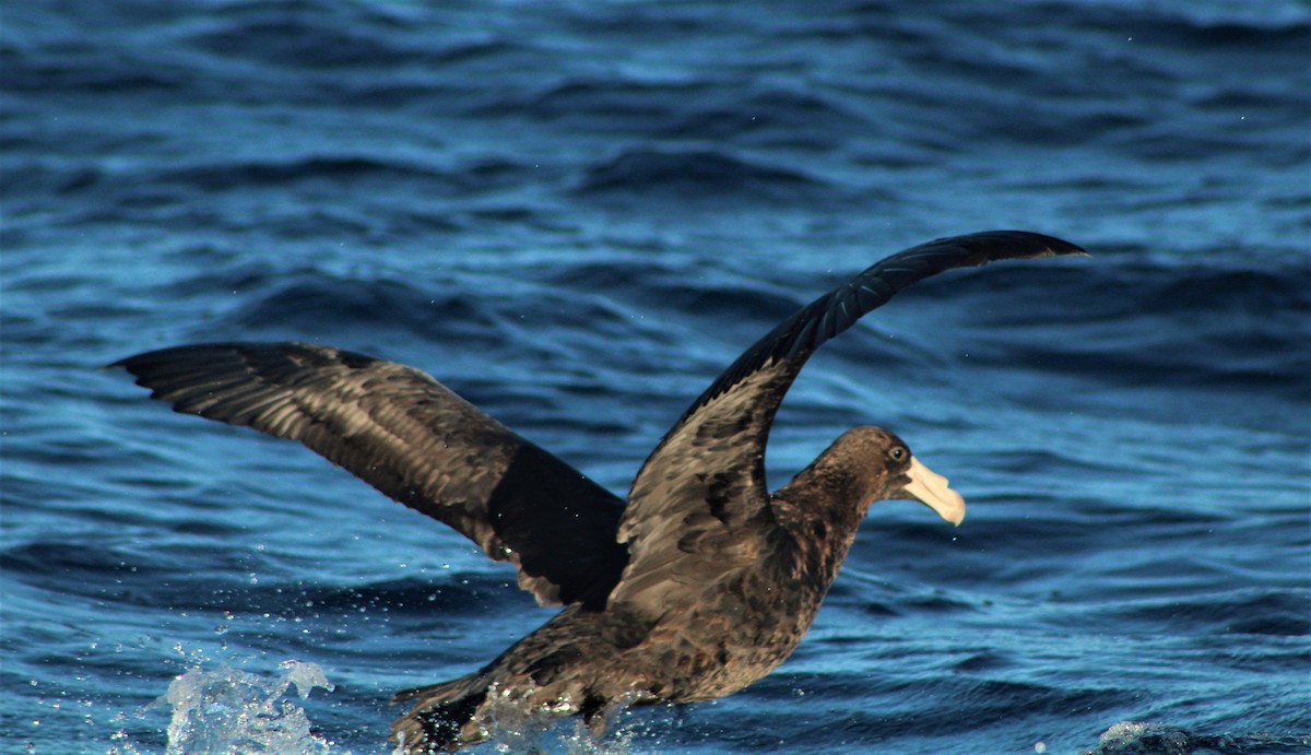 Northern Giant-Petrel - ML44937941