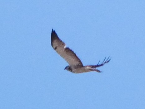 Swainson's Hawk - ML449379511