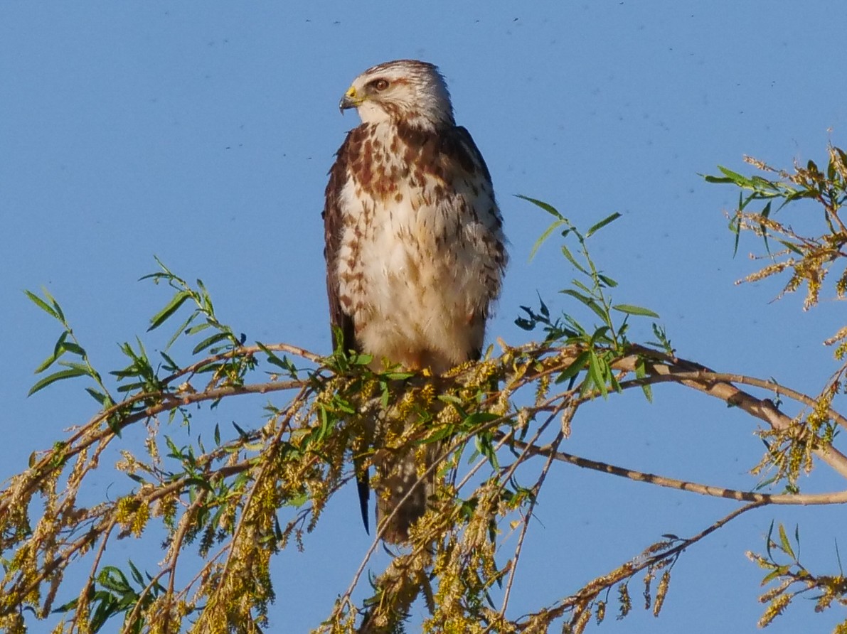 Swainson's Hawk - ML449379541