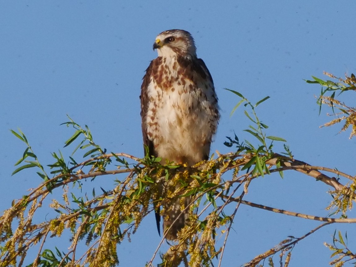 Swainson's Hawk - ML449379551