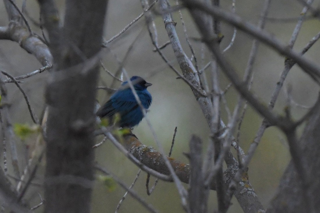 Indigo Bunting - ML449379661