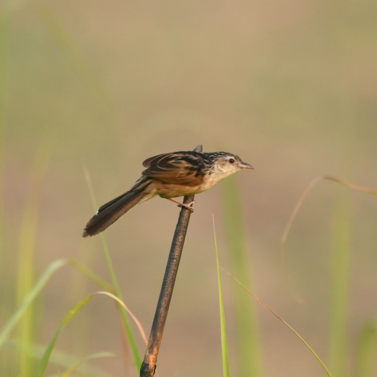 Indian Grassbird - Manas マナサ