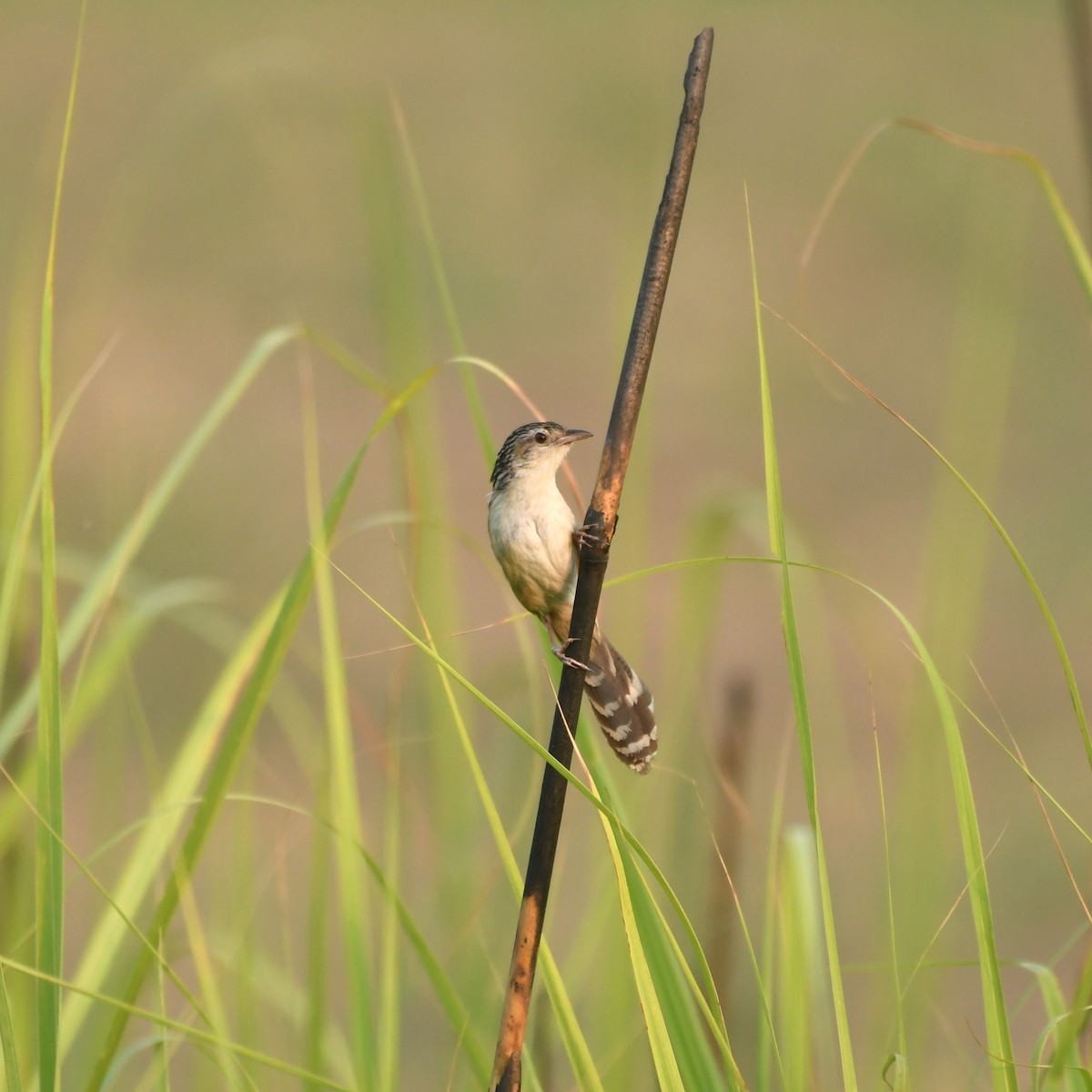 Indian Grassbird - Manas マナサ