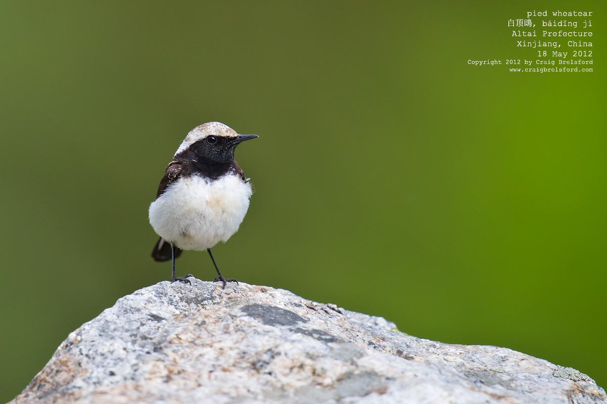 Pied Wheatear - ML44938041