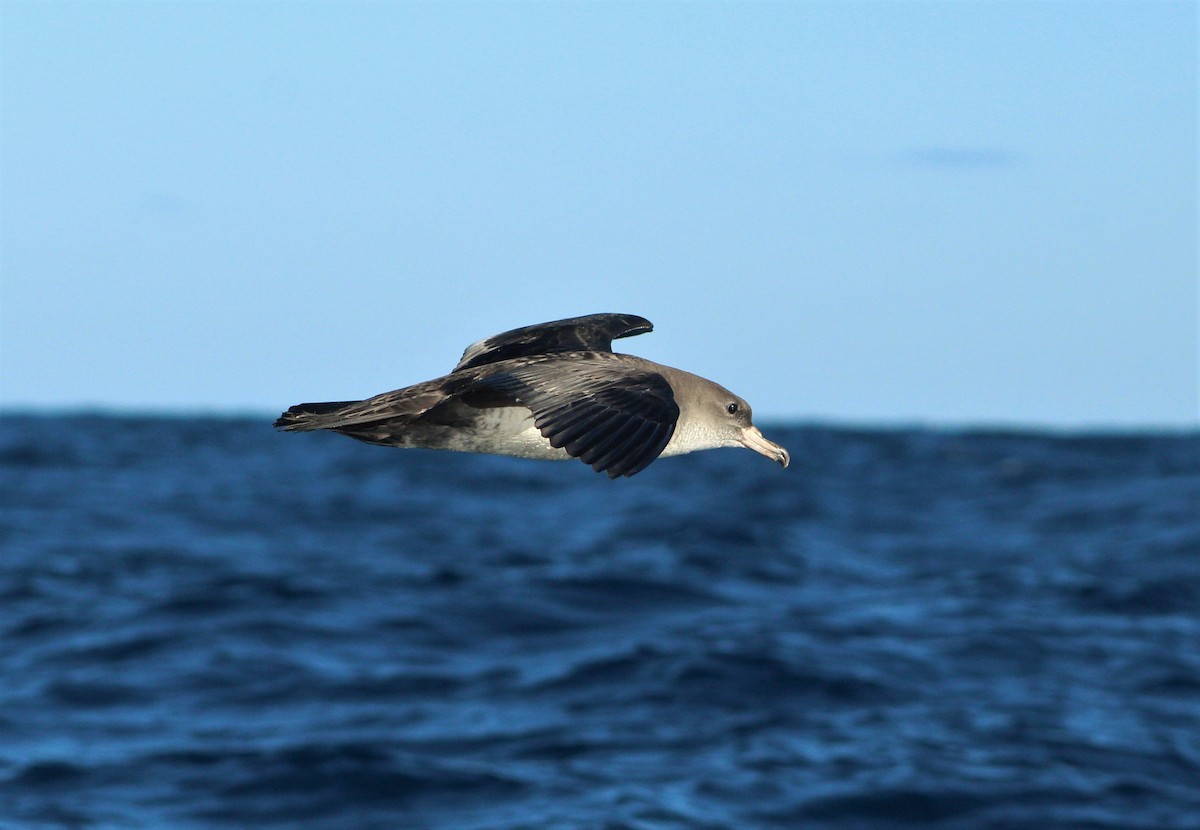 Pink-footed Shearwater - ML44938051