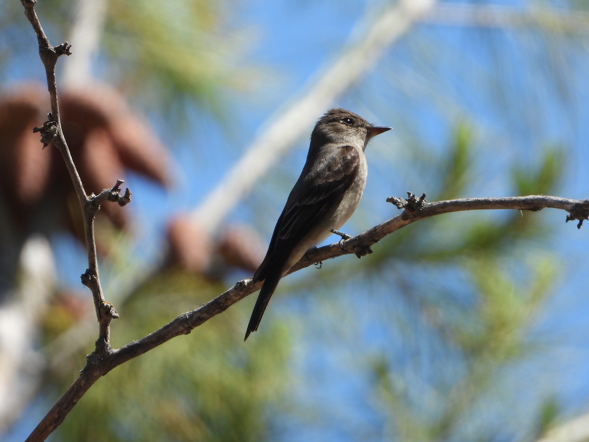 Western Wood-Pewee - ML449380661