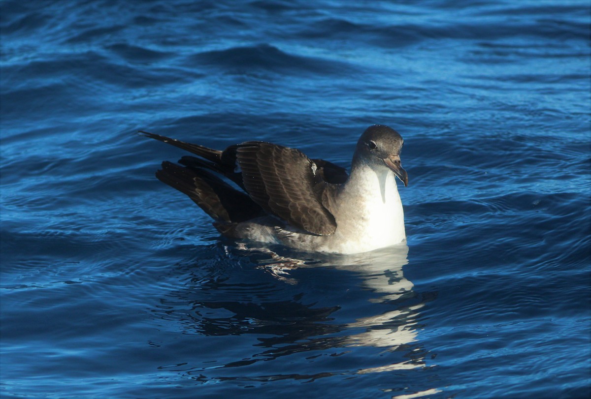 Pink-footed Shearwater - ML44938071