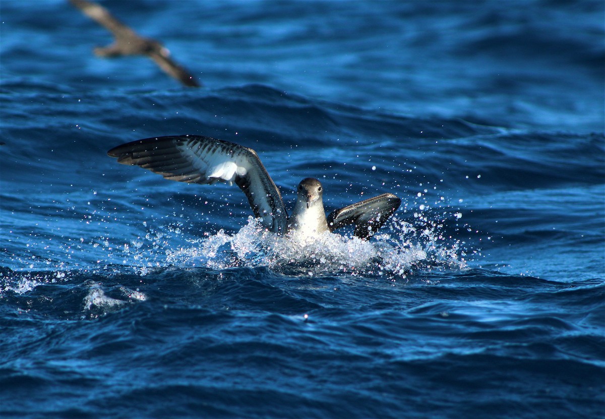 Pink-footed Shearwater - Matías Garrido 🐧