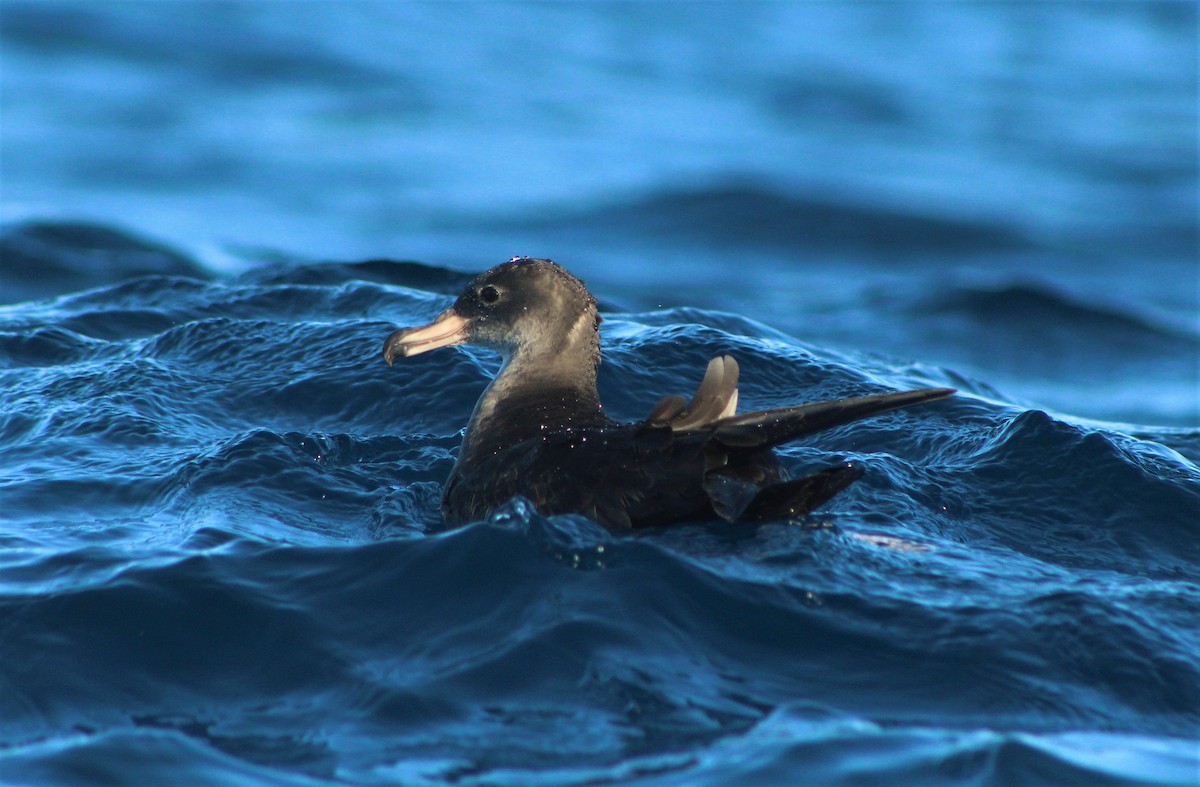 Pink-footed Shearwater - ML44938091