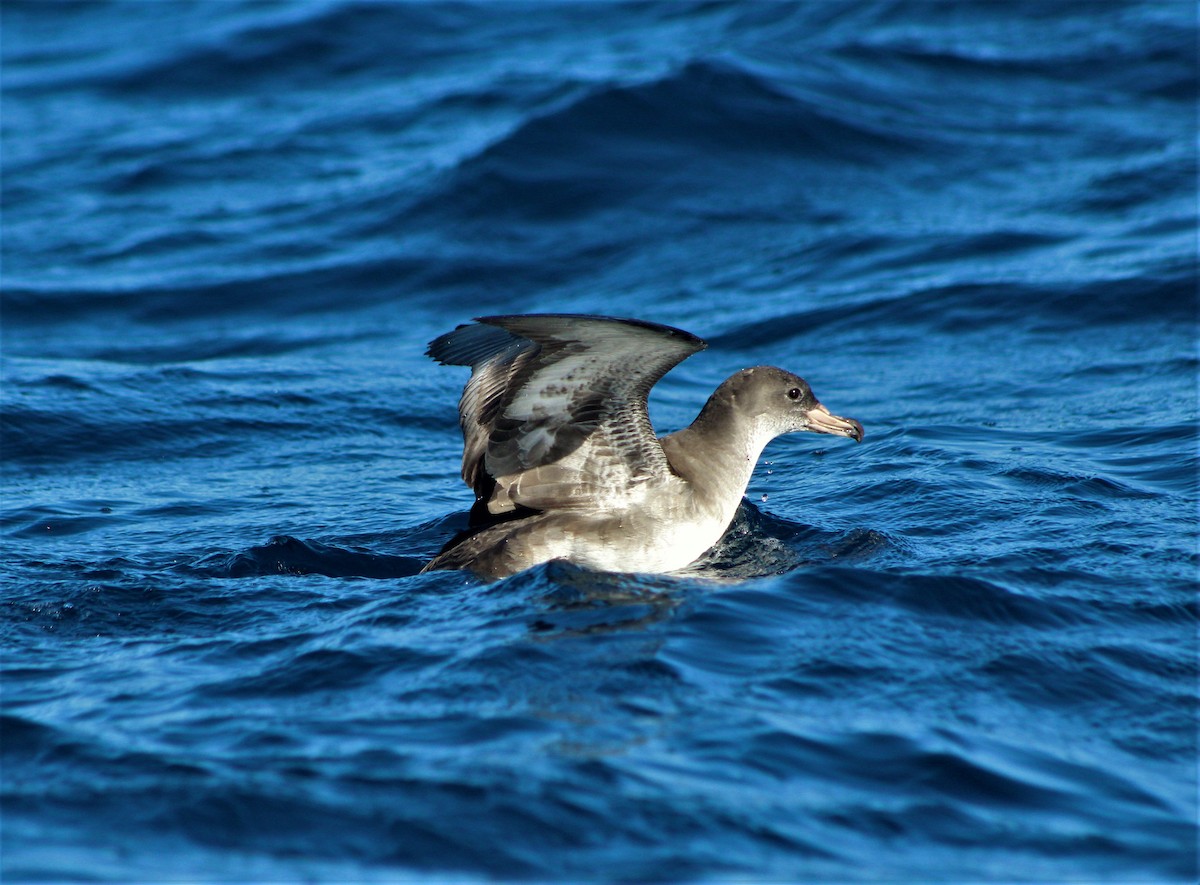 Pink-footed Shearwater - ML44938101