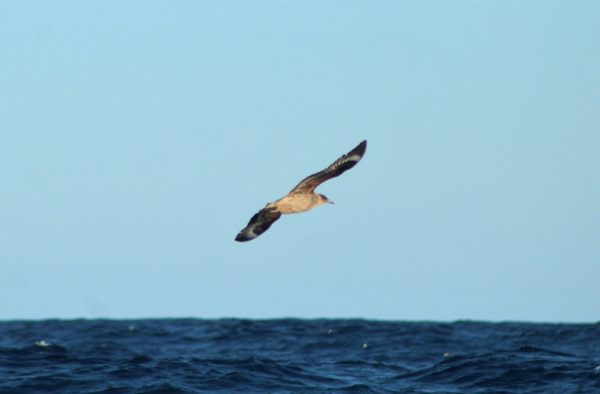 Chilean Skua - ML44938121