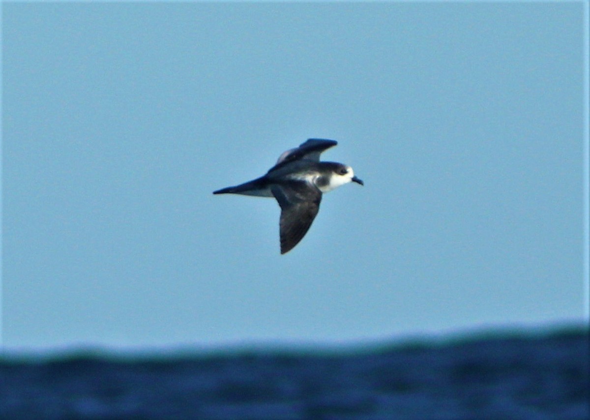 Stejneger's Petrel - ML44938181