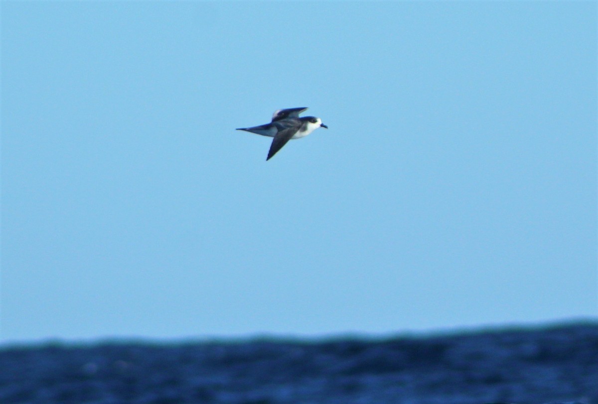 Stejneger's Petrel - ML44938201