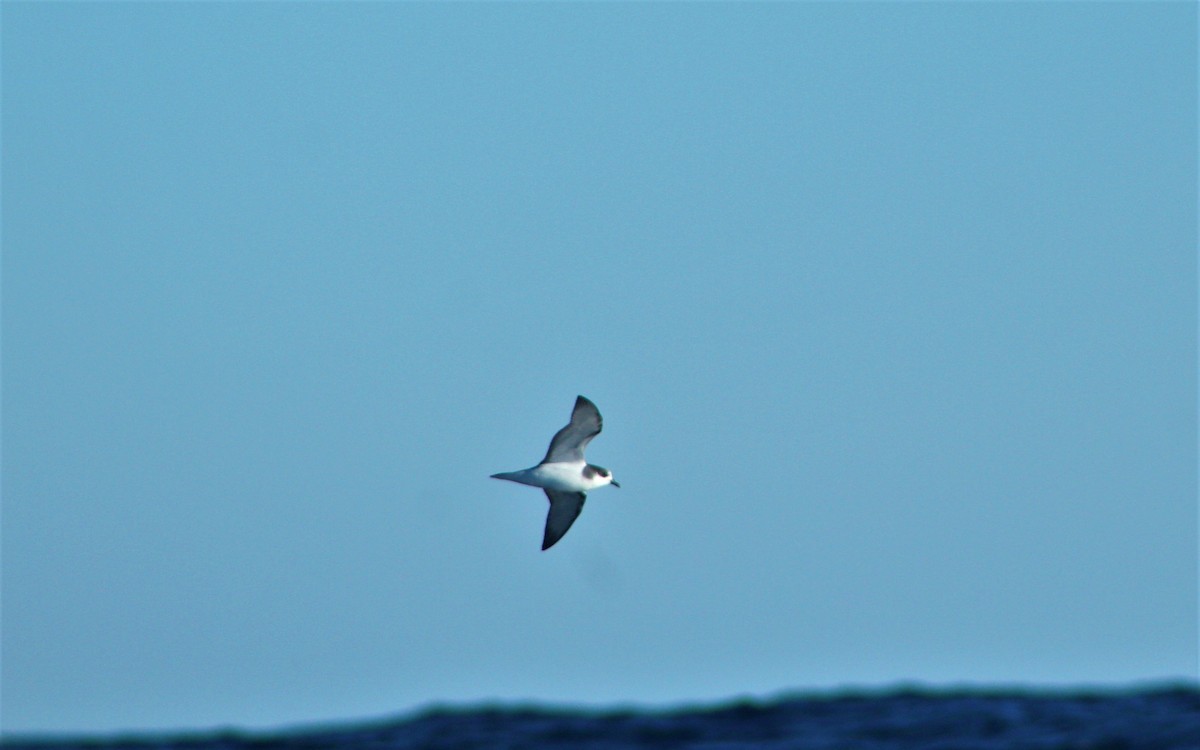 Stejneger's Petrel - ML44938211