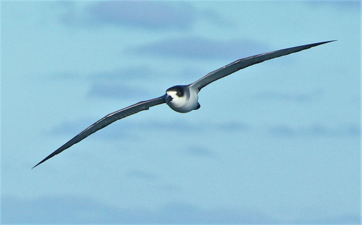 Petrel de las Juan Fernández - ML44938231