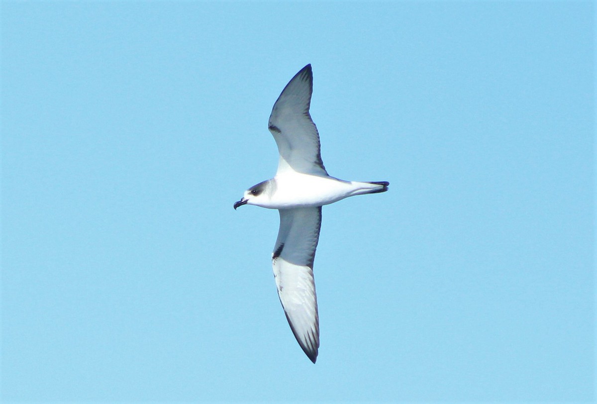 Petrel de las Juan Fernández - ML44938241