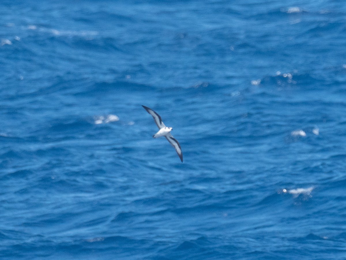 Black-winged Petrel - ML449382491