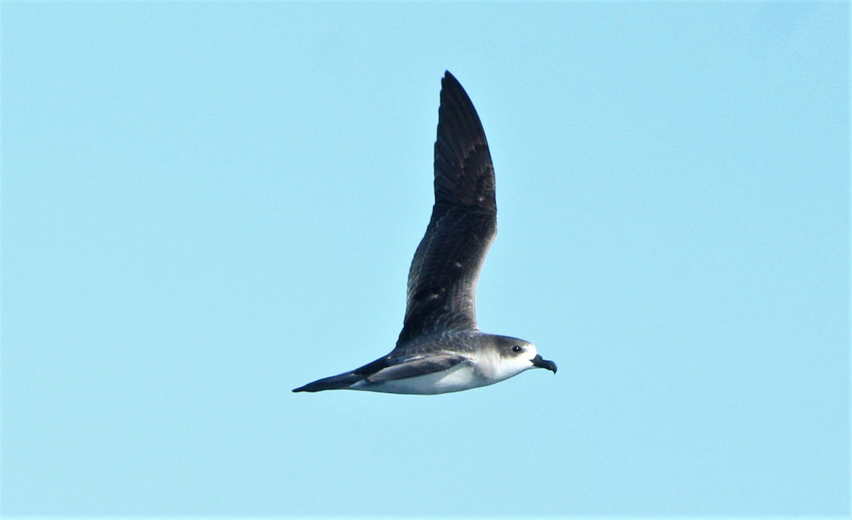 Petrel de las Juan Fernández - ML44938251