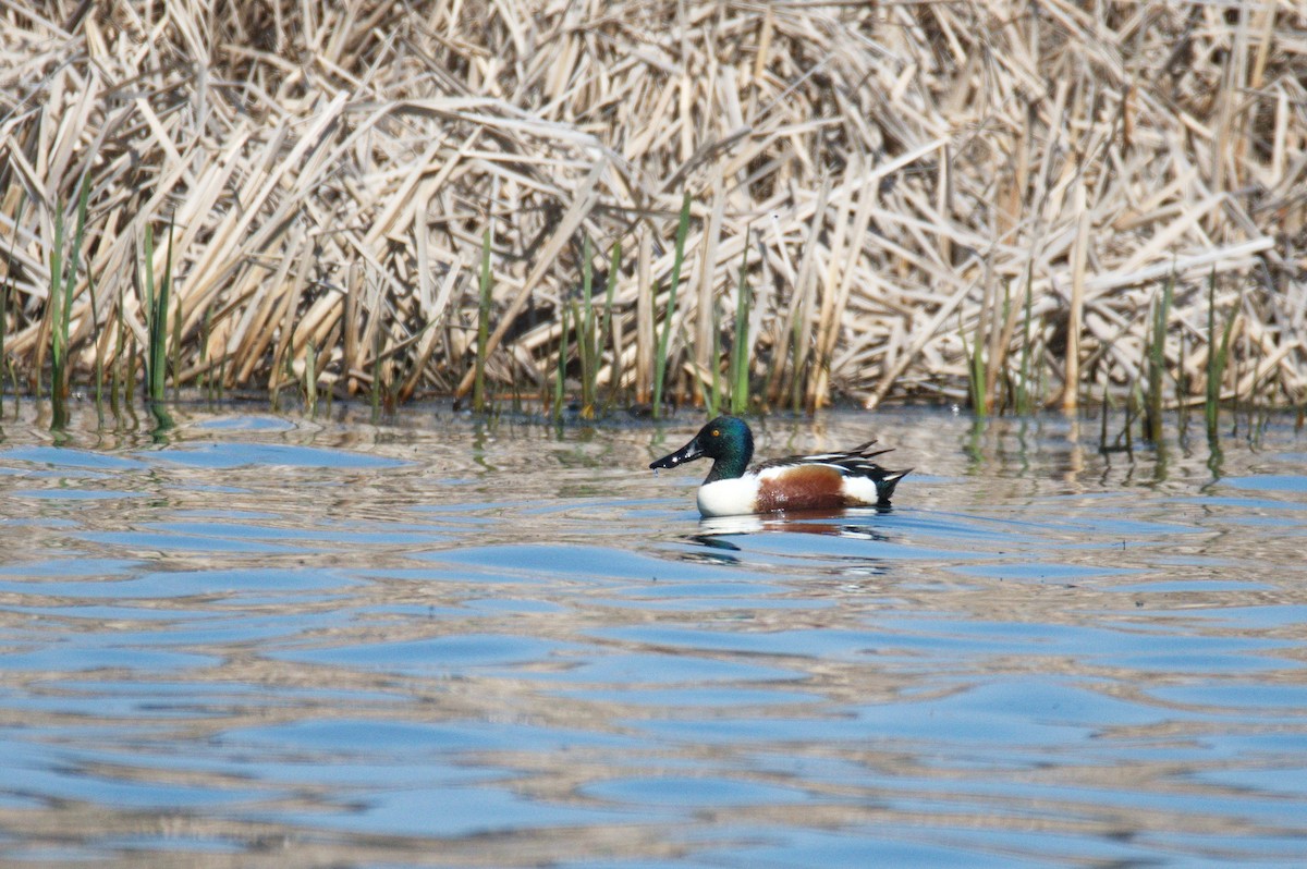 Northern Shoveler - ML449382531