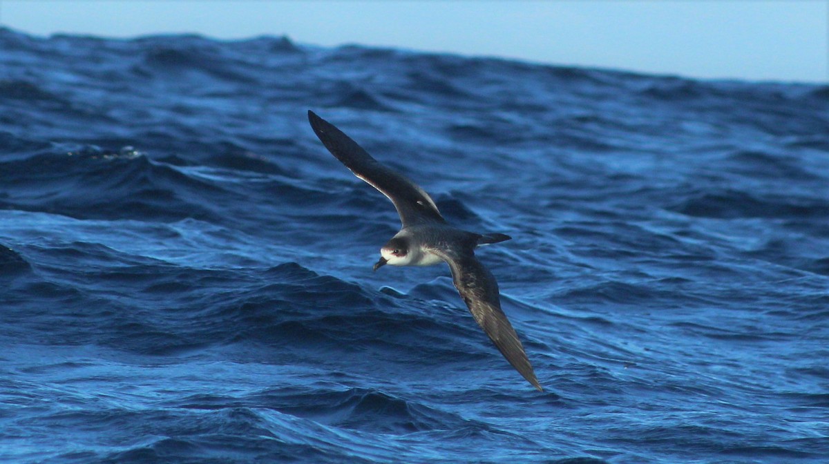 Juan Fernandez Petrel - Matías Garrido 🐧