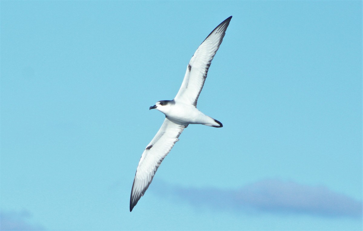 Petrel de las Juan Fernández - ML44938271