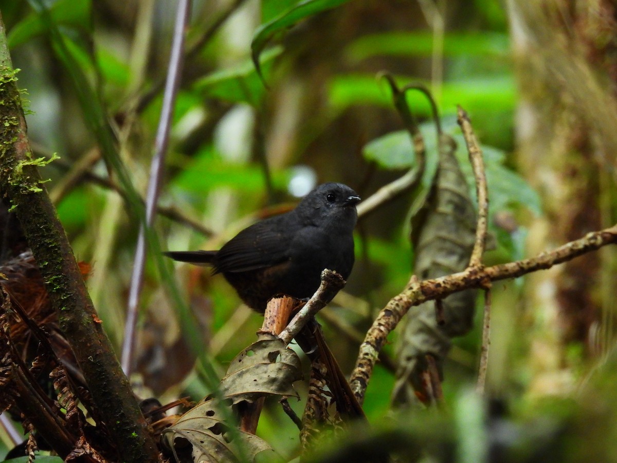 Magdalena Tapaculo - ML449382791