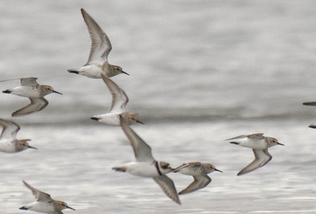 Baird's Sandpiper - ML449385621