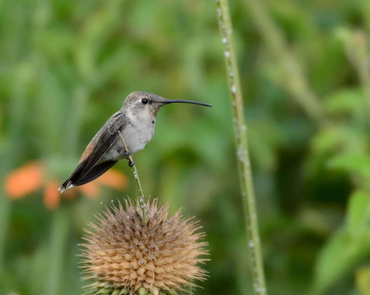 Oasis Hummingbird - Valeria  Martins