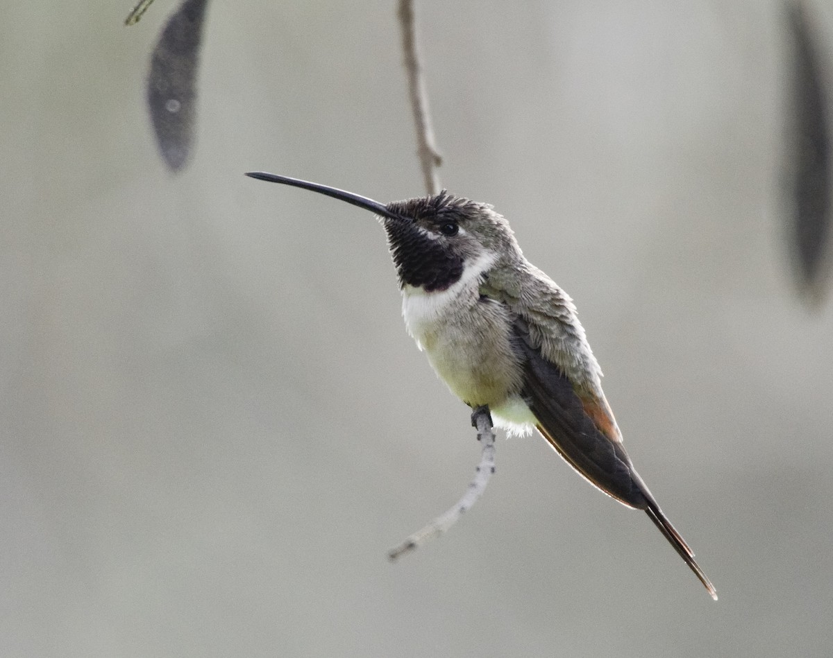 Oasis Hummingbird - Valeria  Martins