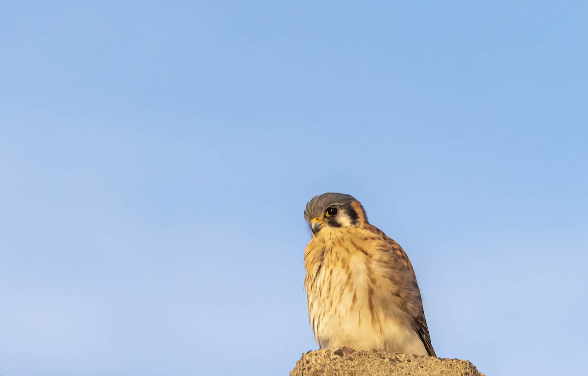 American Kestrel (South American) - ML449387621