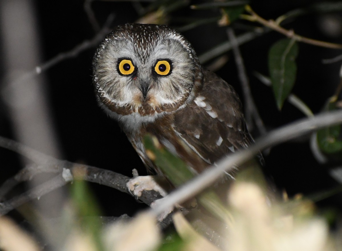 Northern Saw-whet Owl - ML449387811