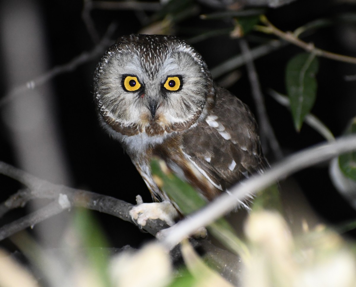 Northern Saw-whet Owl - ML449387821