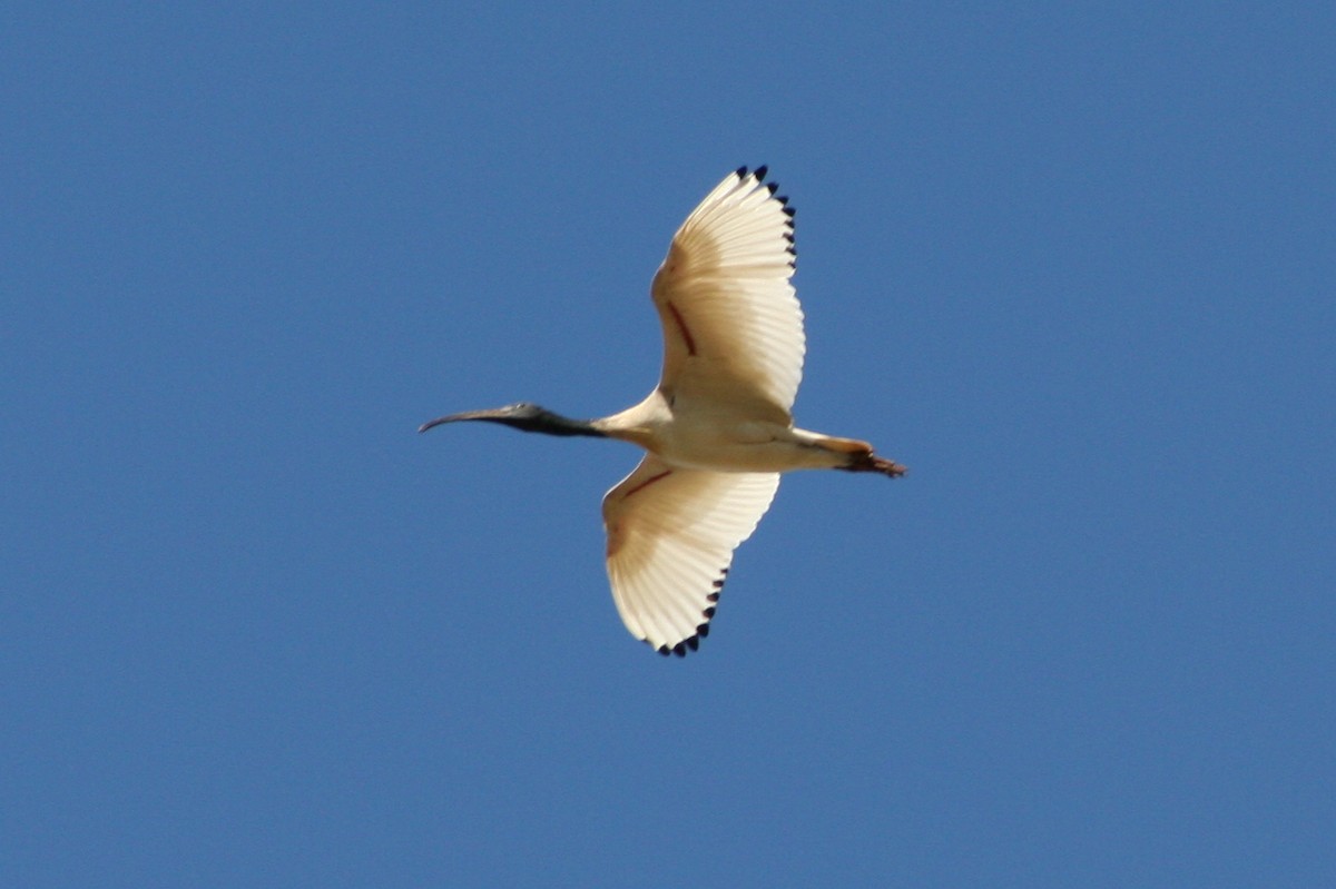 ibis australský - ML449388751