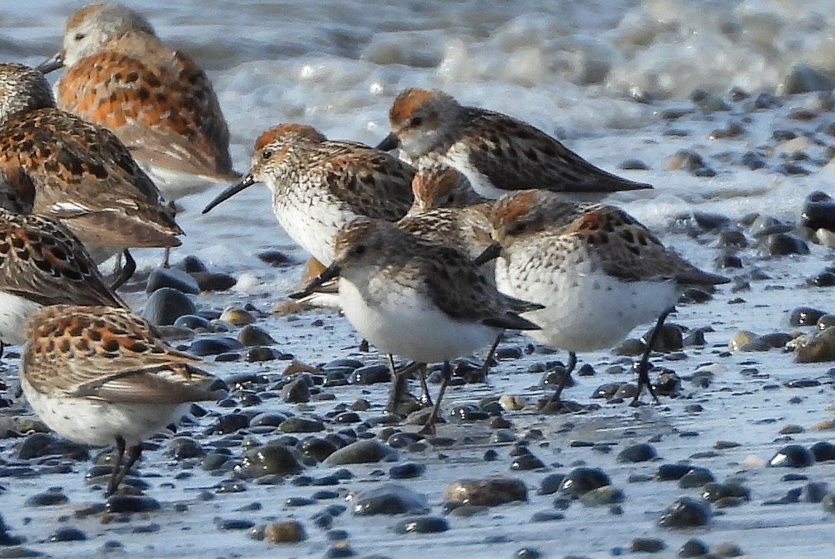 Semipalmated Sandpiper - ML449389041