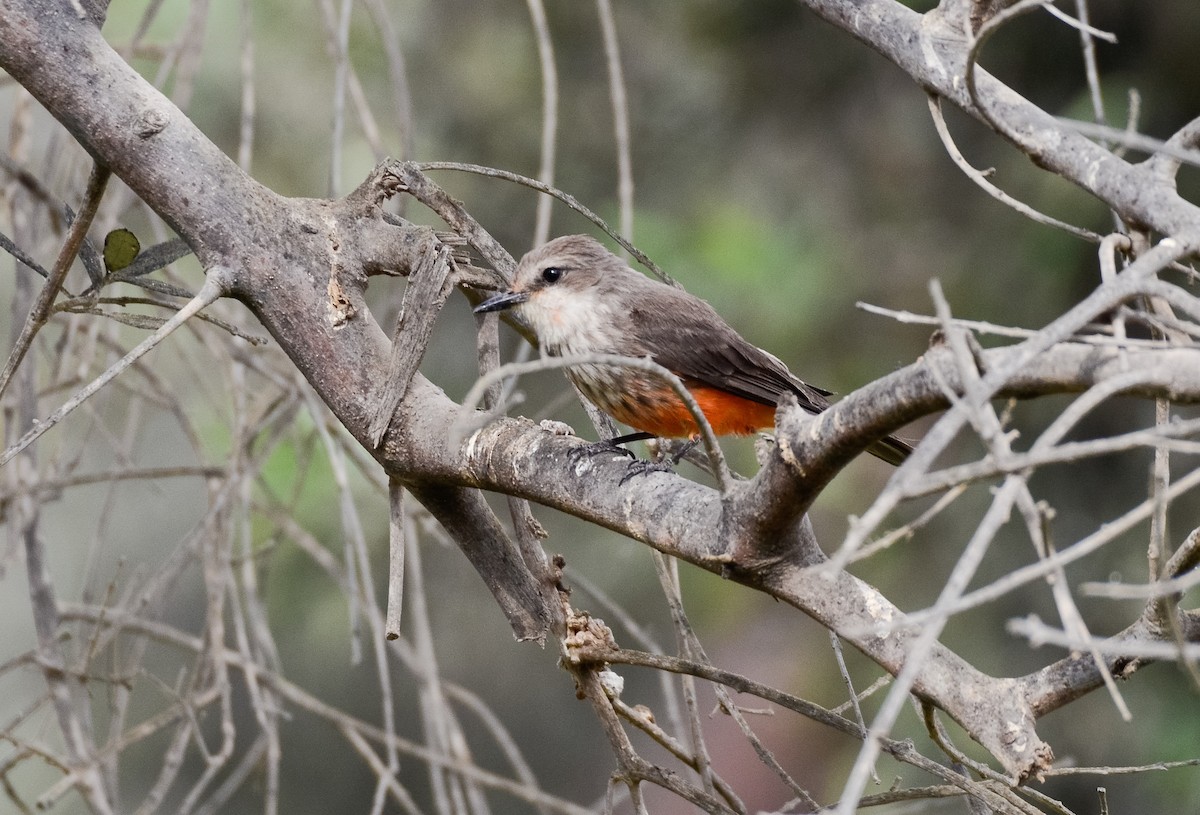 Vermilion Flycatcher - Valeria  Martins