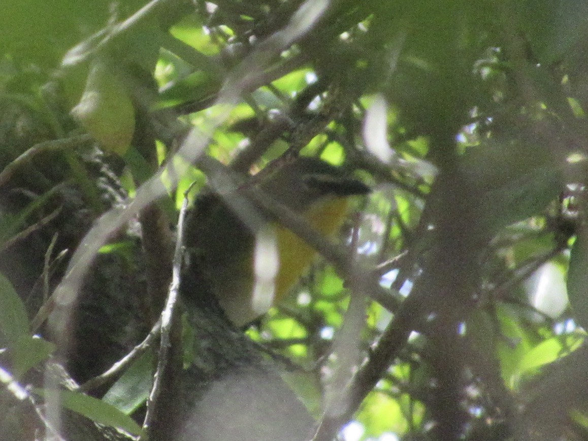 Yellow-breasted Chat - ML449390151
