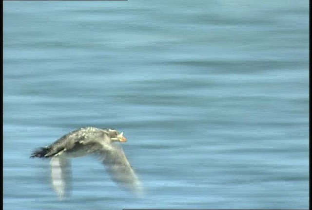 Rhinoceros Auklet - ML449391